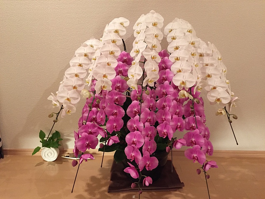 特注品