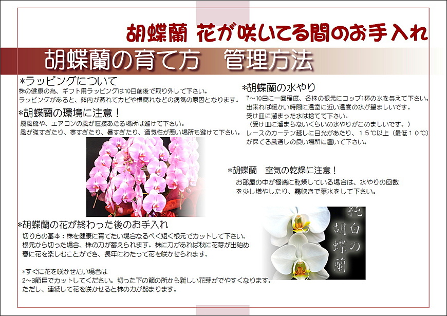 胡蝶蘭管理方法